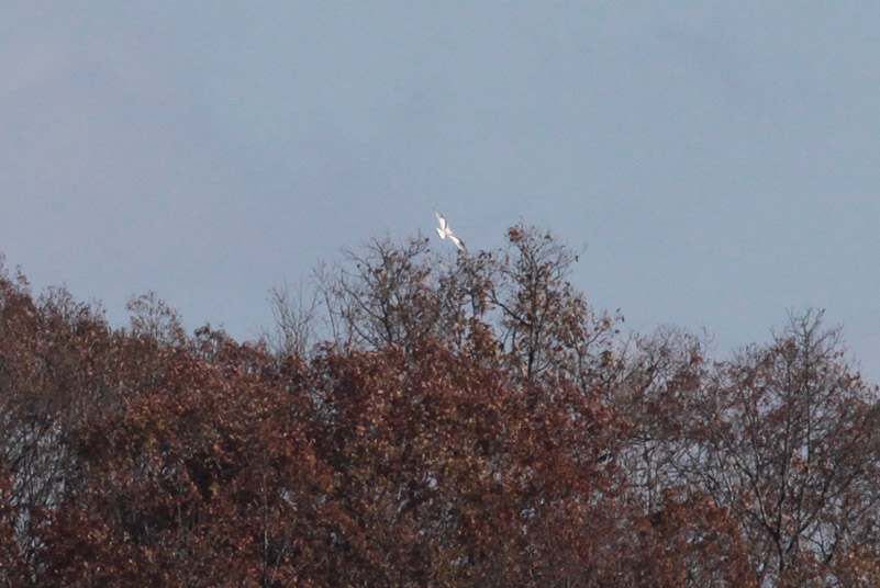 Little Gull