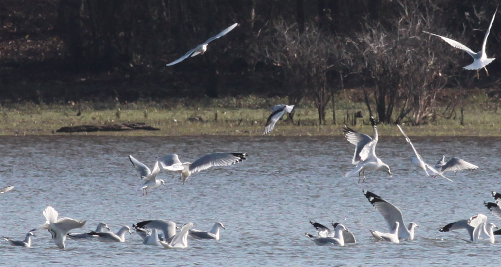 Little Gull