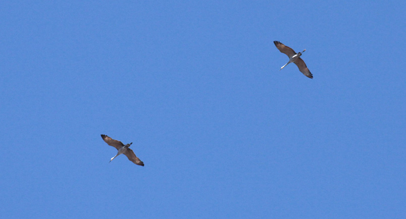 Sandhill Cranes