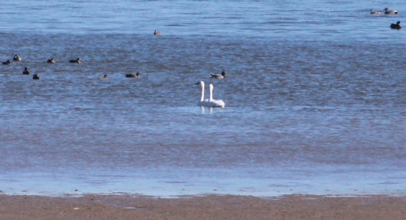 Tundra Swans