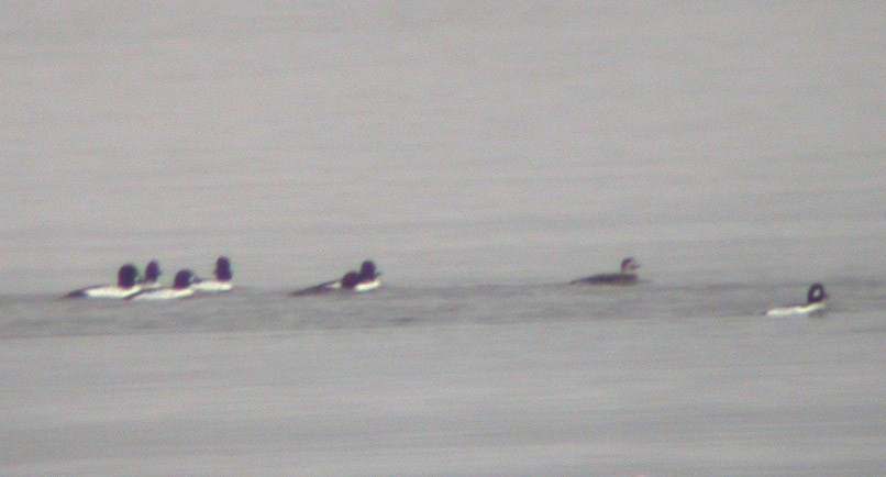 Long-tailed Duck