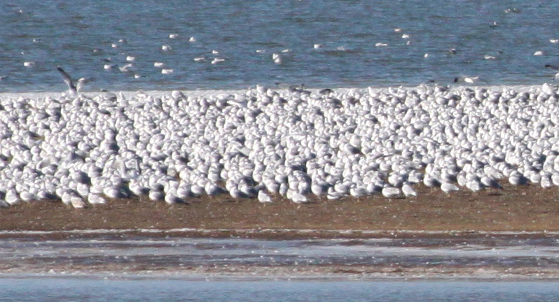 Pace Point gulls