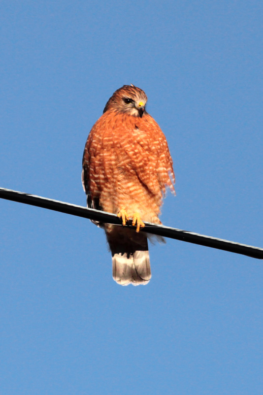 Red-shouldered Hawk