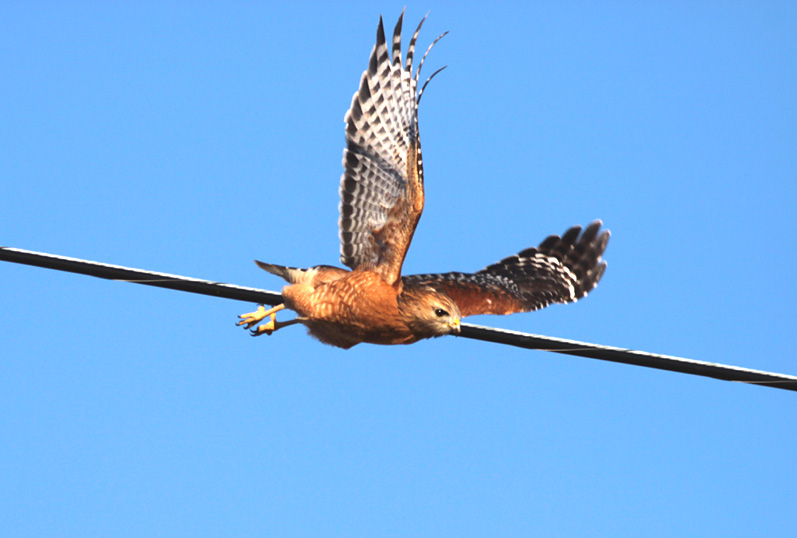 Red-shouldered Hawk