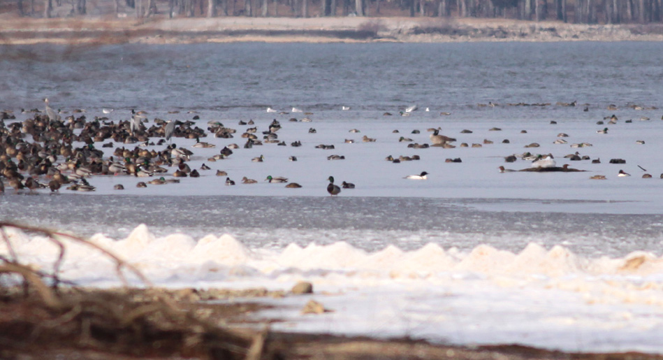 Pace Point & Common Mergansers