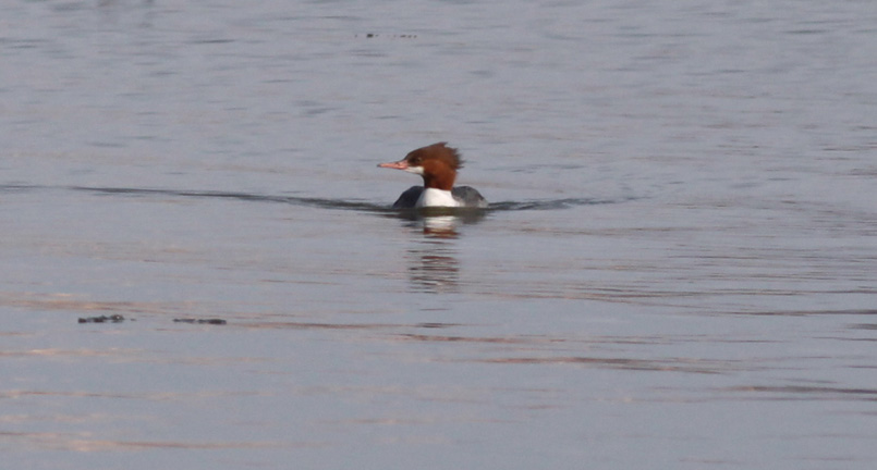 Common Merganser