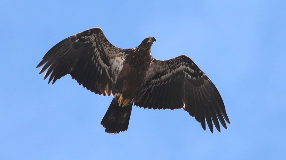 Bald Eagle