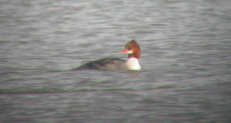 Common Merganser