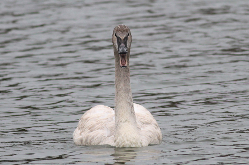 Trumpeter Swan