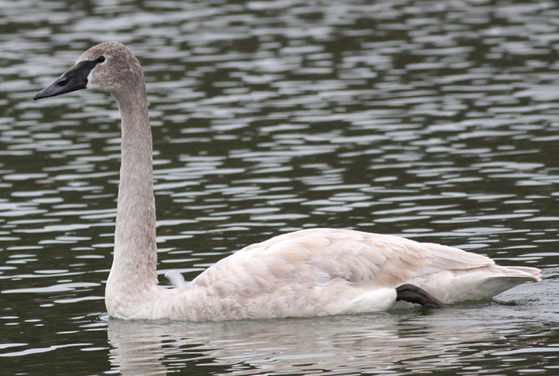 Trumpeter Swan