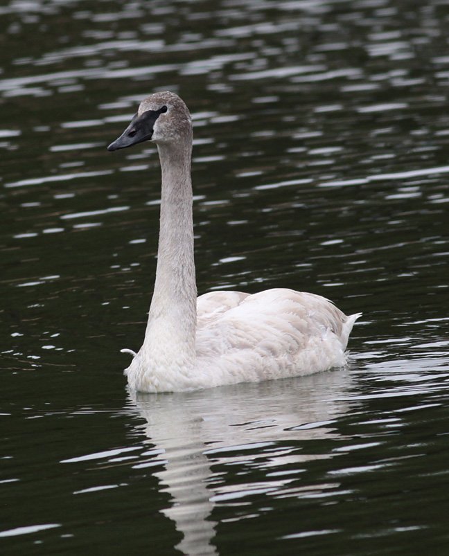 Trumpeter Swan