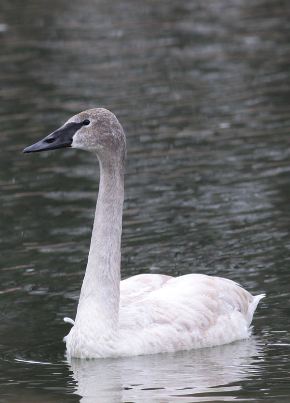 Trumpeter Swan