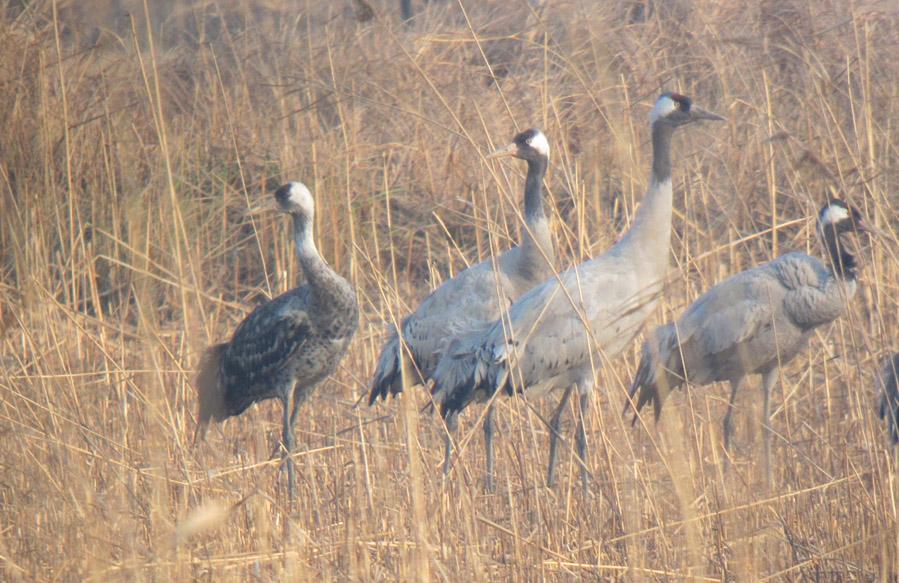 Common and apparent Common x Hooded Cranes