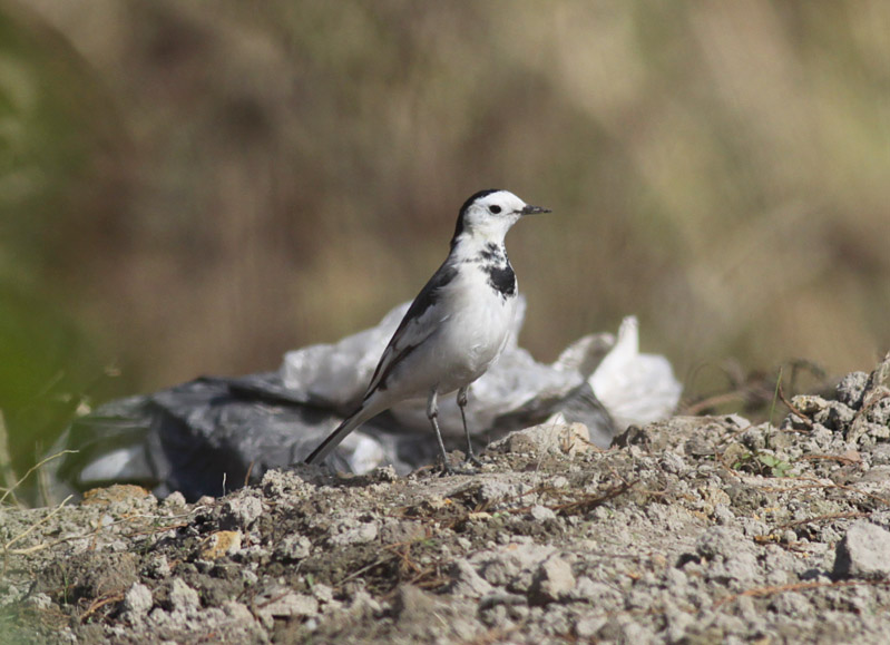 White Wagtail