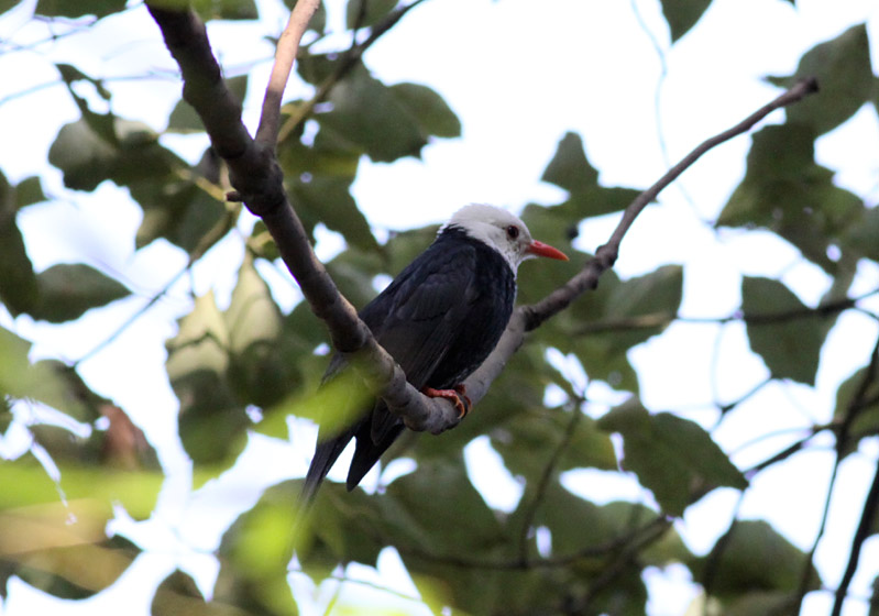 Black Bulbul