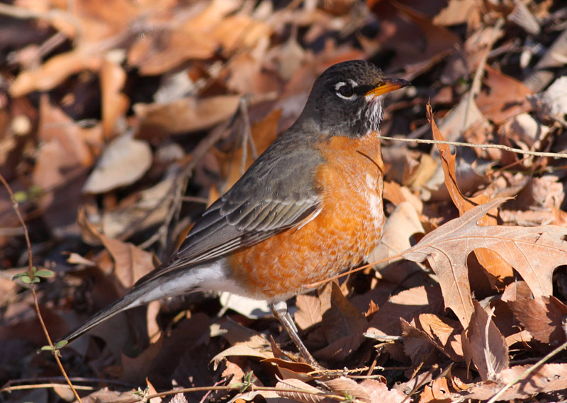 American Robin