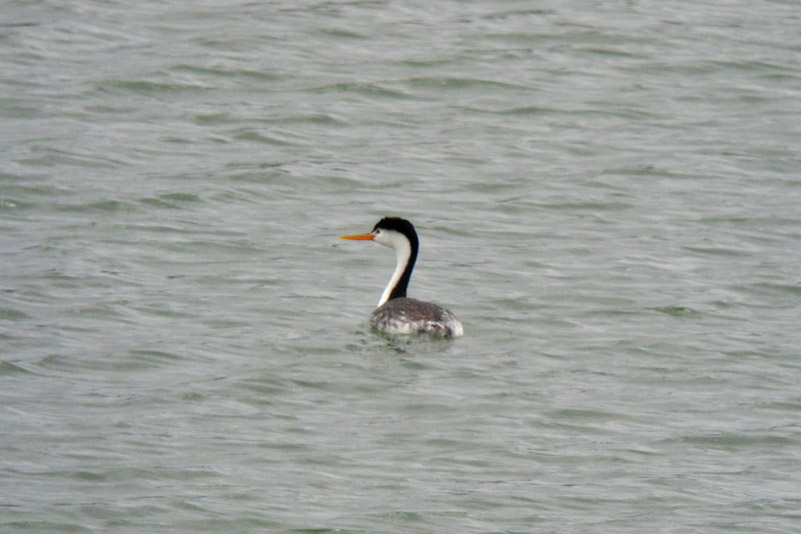 Clarks Grebe
