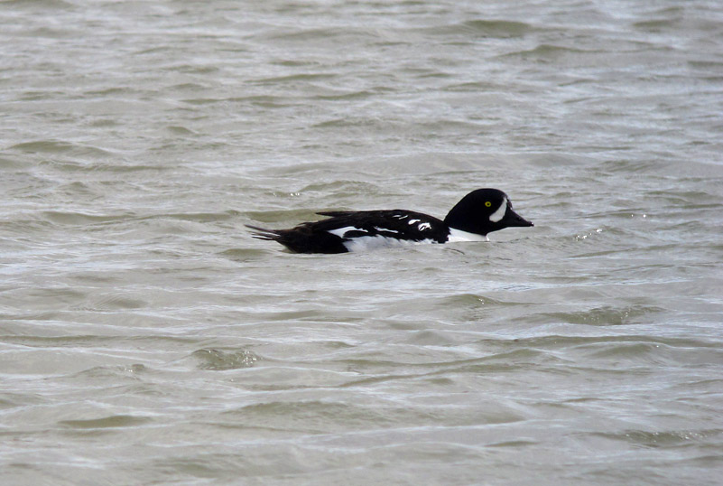 Barrows Goldeneye