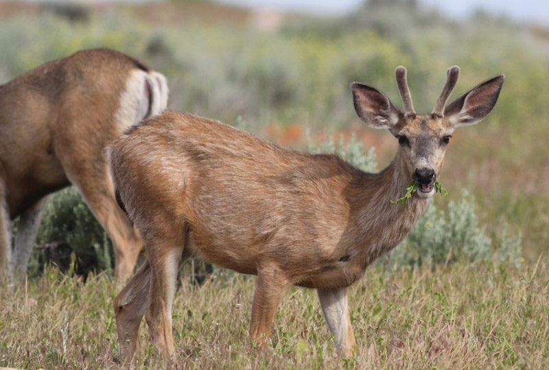 Mule Deer