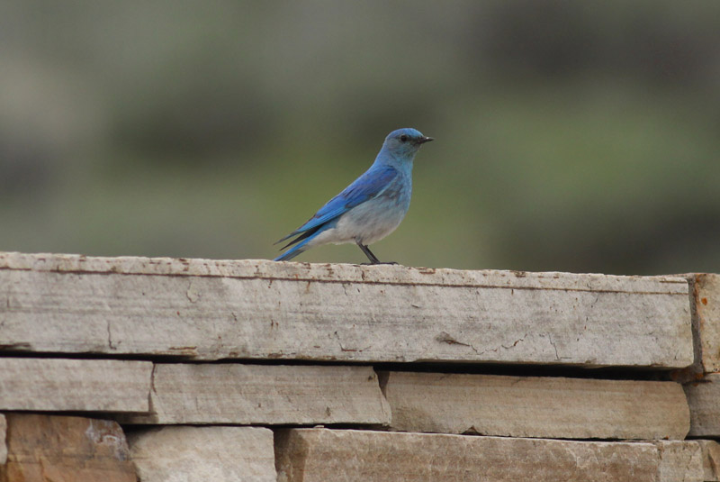 Mountain Bluebird