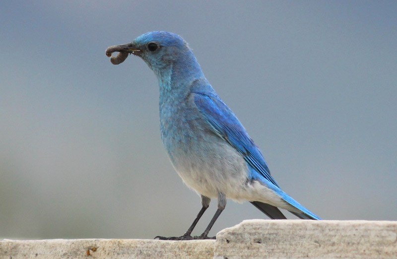 Mountain Bluebird