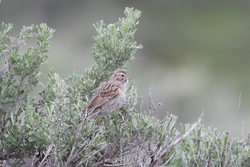 Brewers Sparrow
