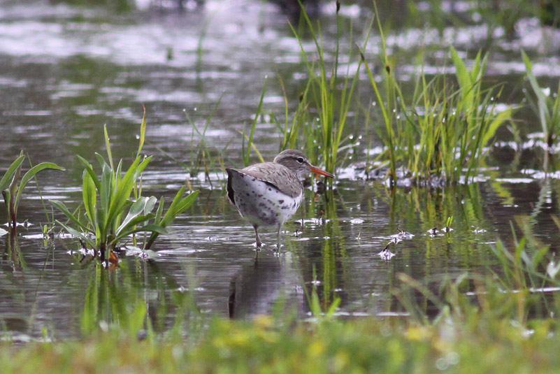 Spotted Sandpiper.