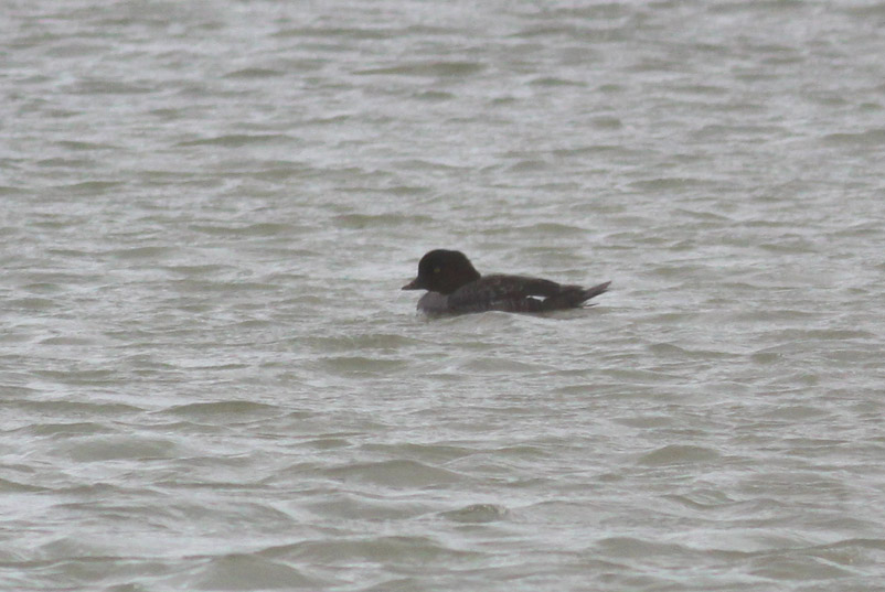 Barrows Goldeneye