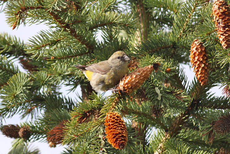 Red Crossbill