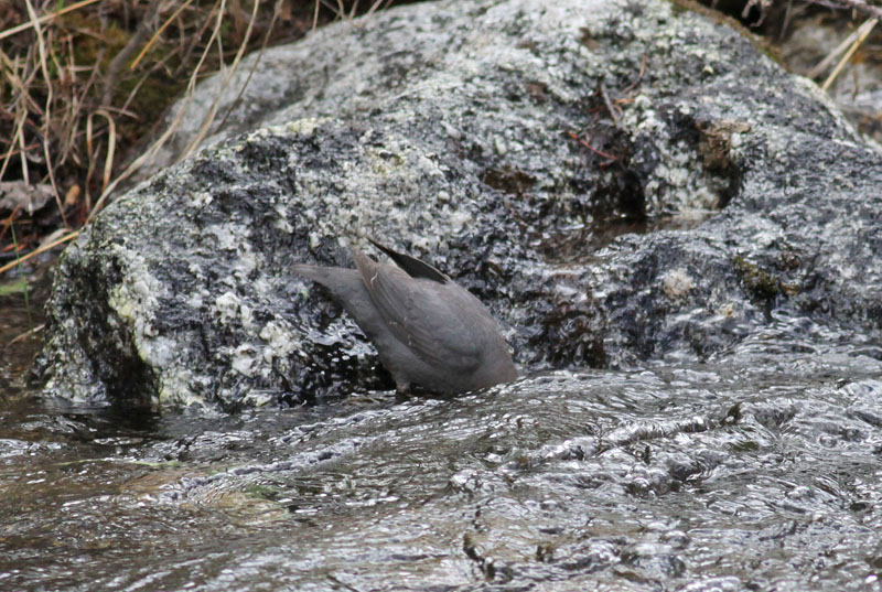American Dipper