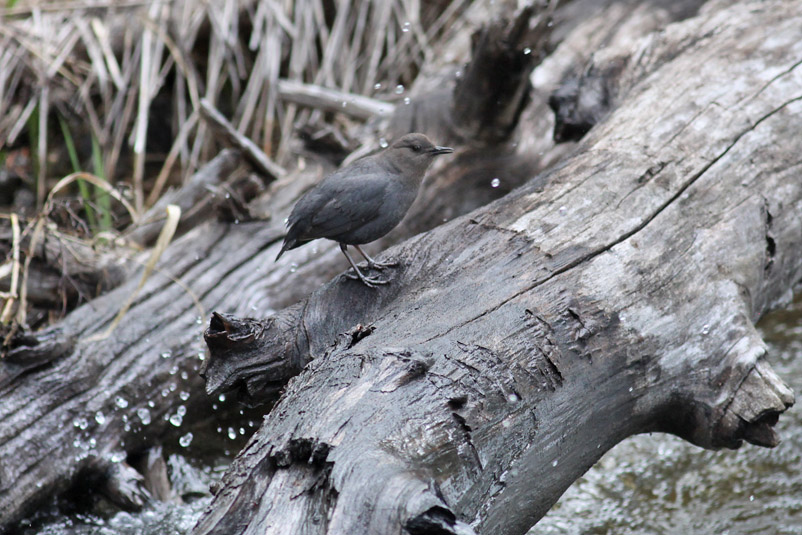 American Dipper