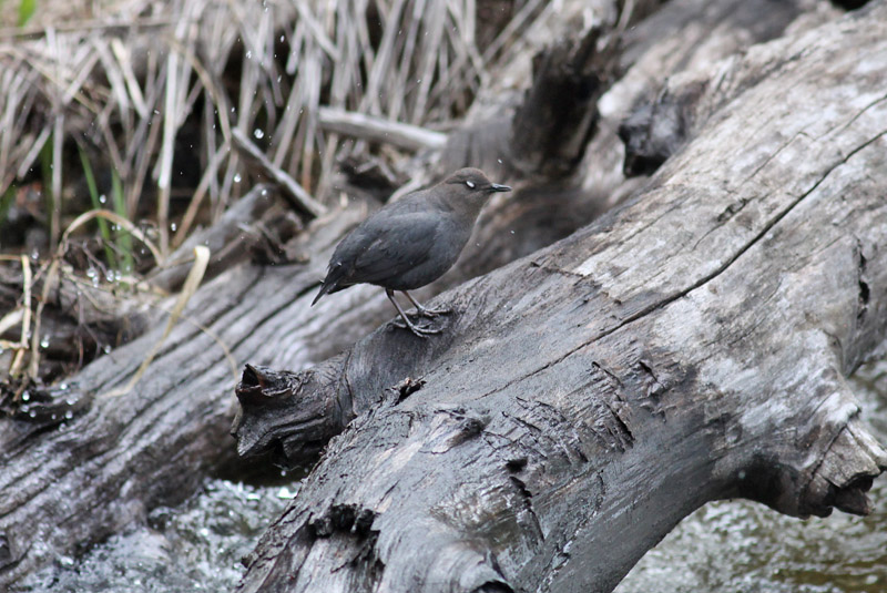 American Dipper