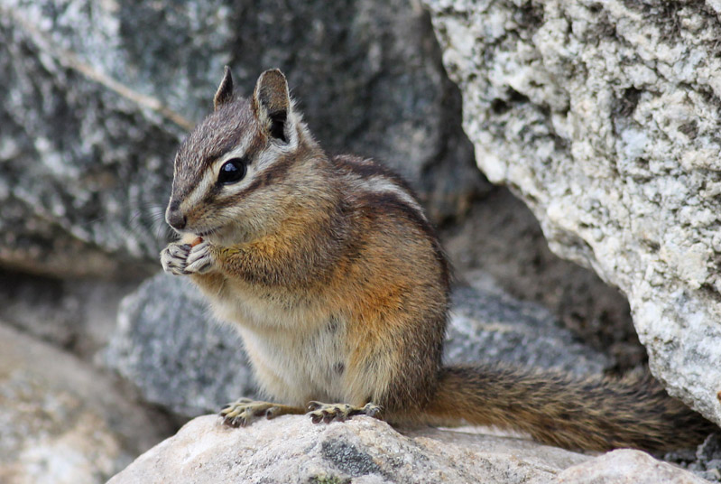Least Chipmunk
