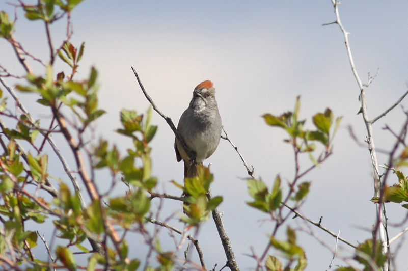 Green-tailed Towhee