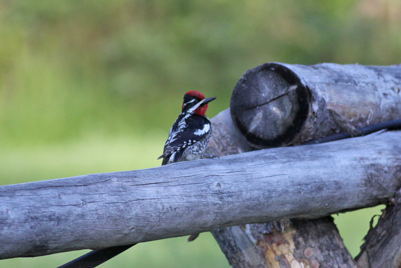 Red-naped Sapsucker