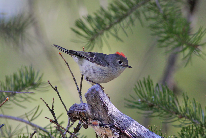 Ruby-crowned Kinglet