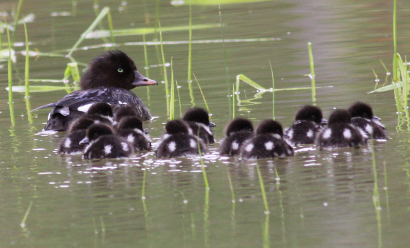 Barrows Goldeneye family