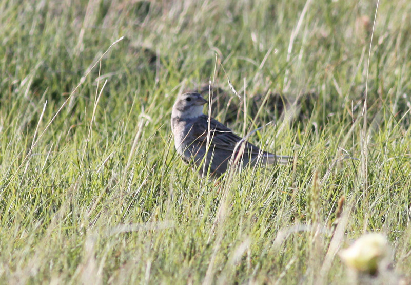 McCowns Longspur