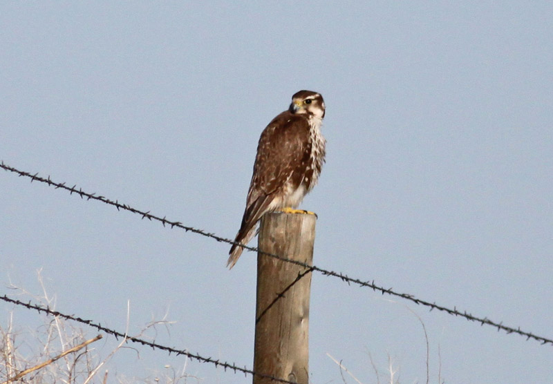 Prairie Falcon