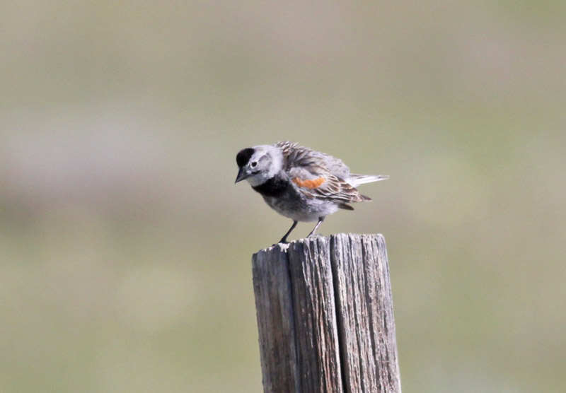 McCowns Longspur