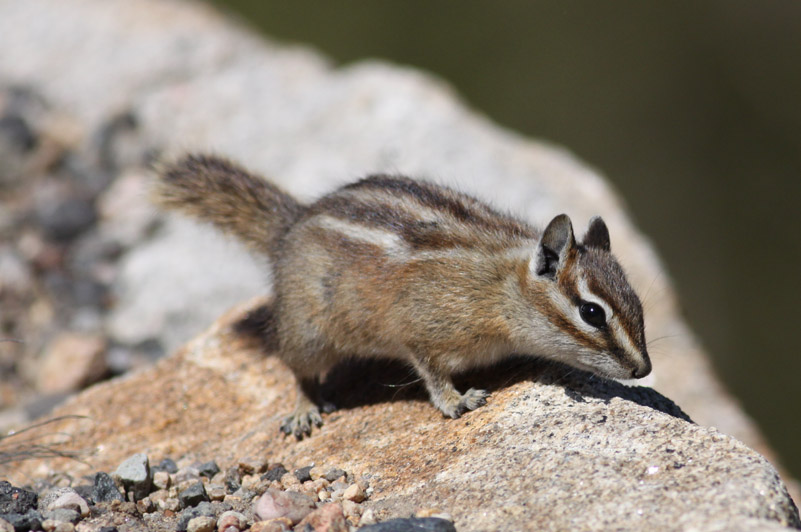 Chipmunk sp.