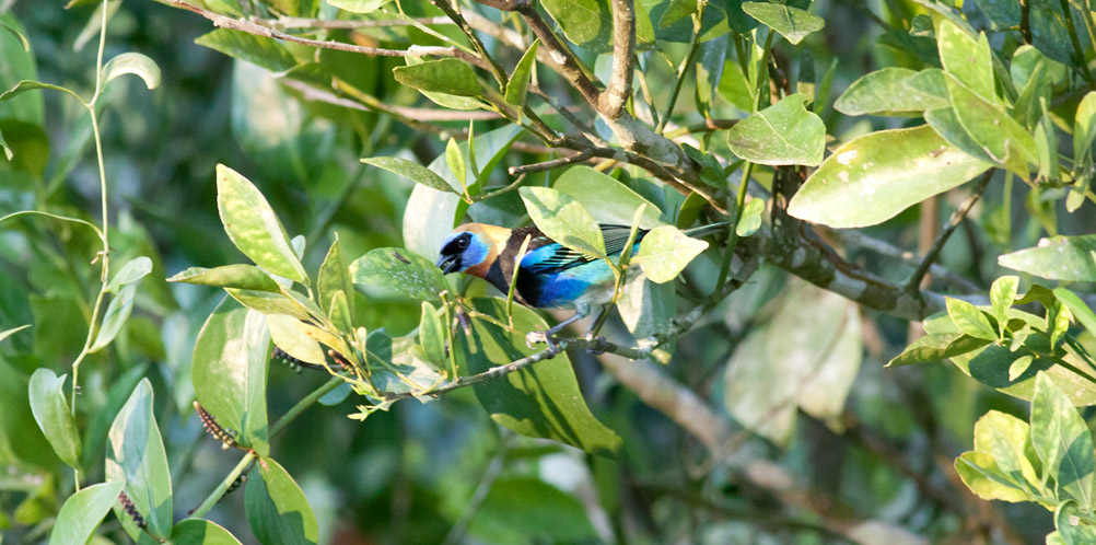 Golden-hooded Tanager