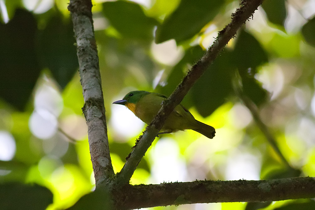 Green Shrike-Vireo