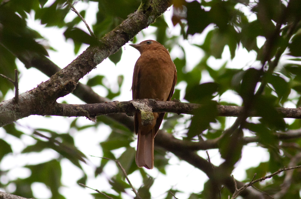 Rufous Piha