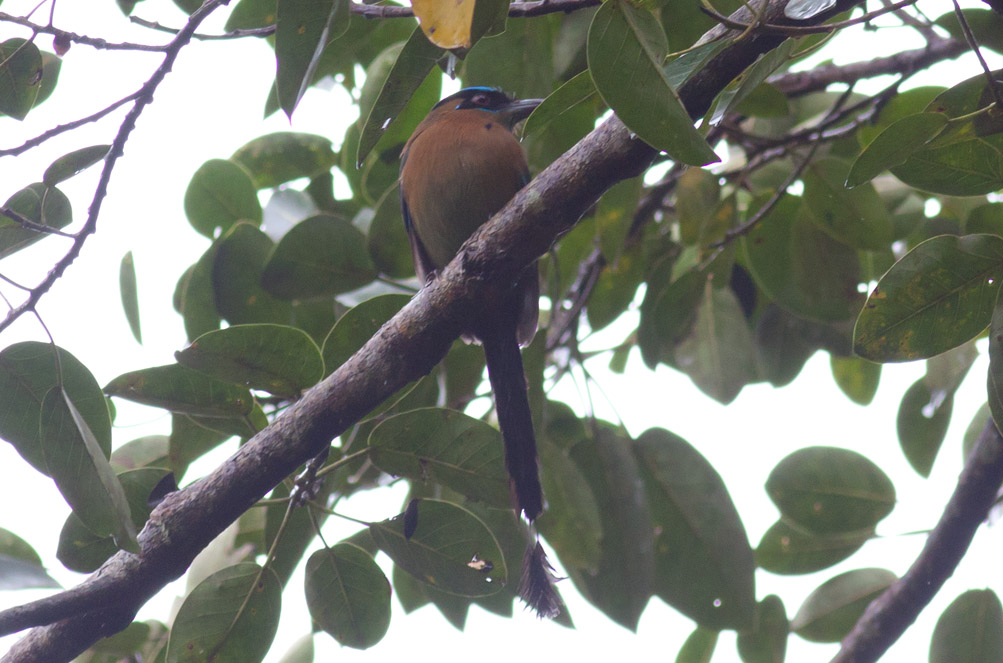 Blue-crowned (Lessons)  Motmot