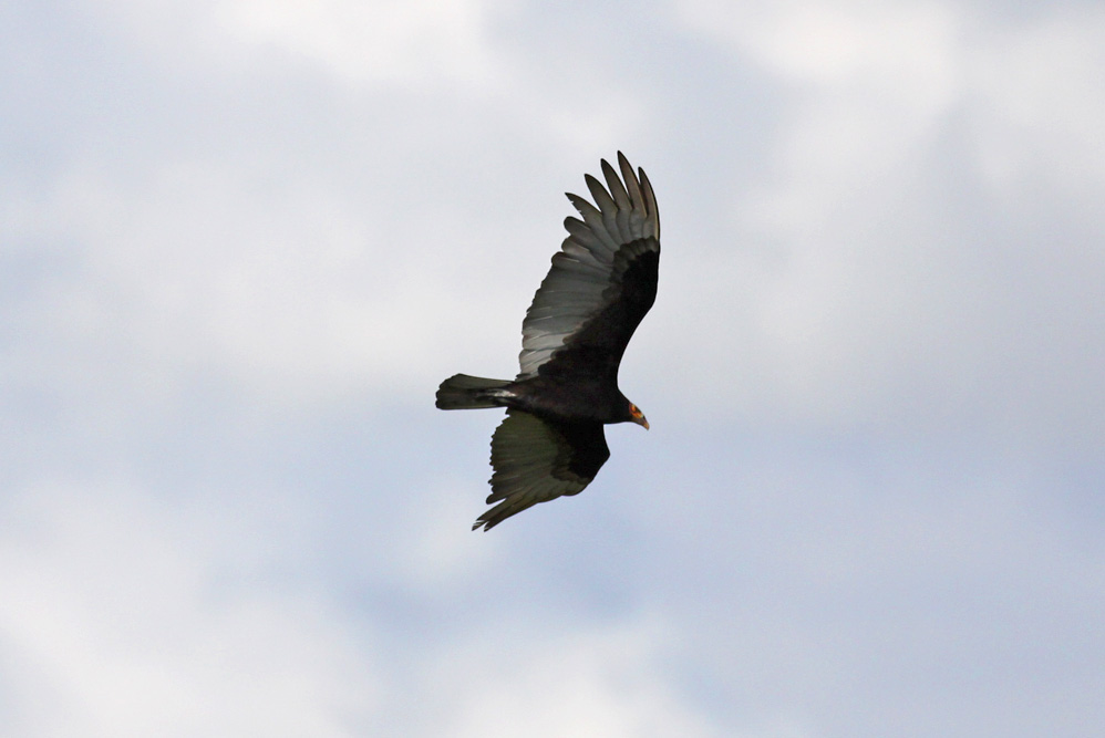 Lesser Yellow-headed Vulture