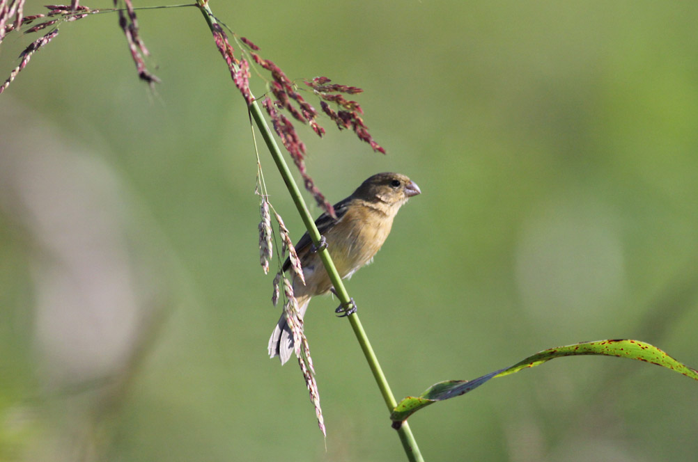 White-collared Seedeater