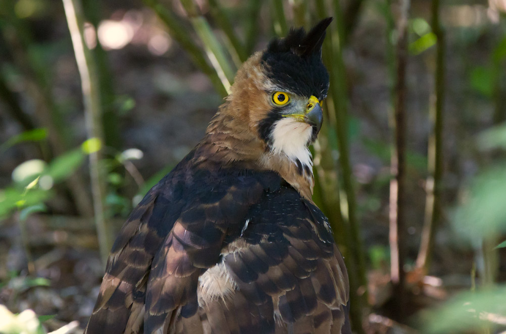 Ornate Hawk-Eagle