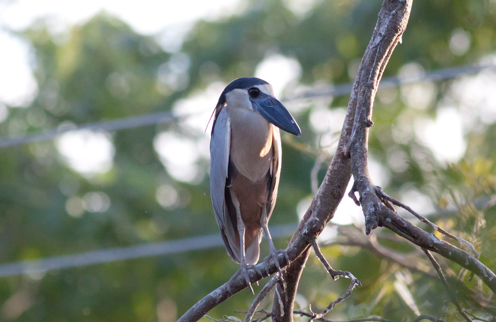 Boat-billed Heron