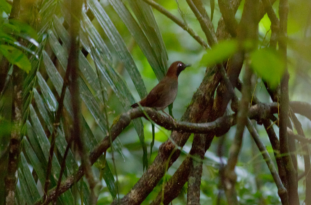 Black-faced (Mexican) Antthrush